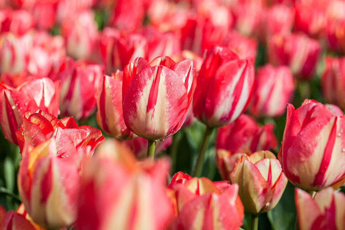 Tulipa 'Spryng Break'