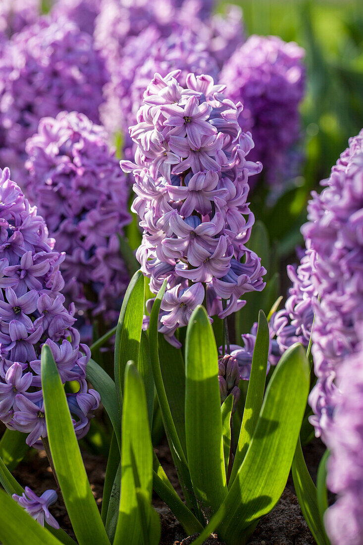 Hyacinthus orientalis, purple