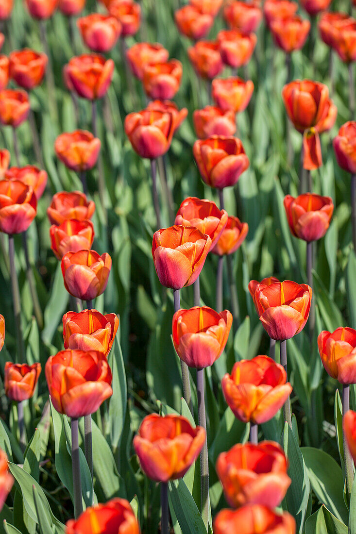 Tulipa, red