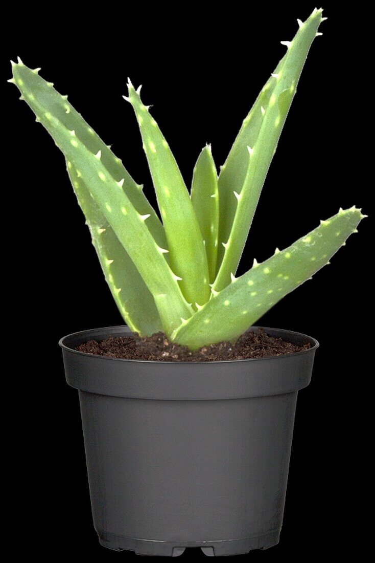 Aloe