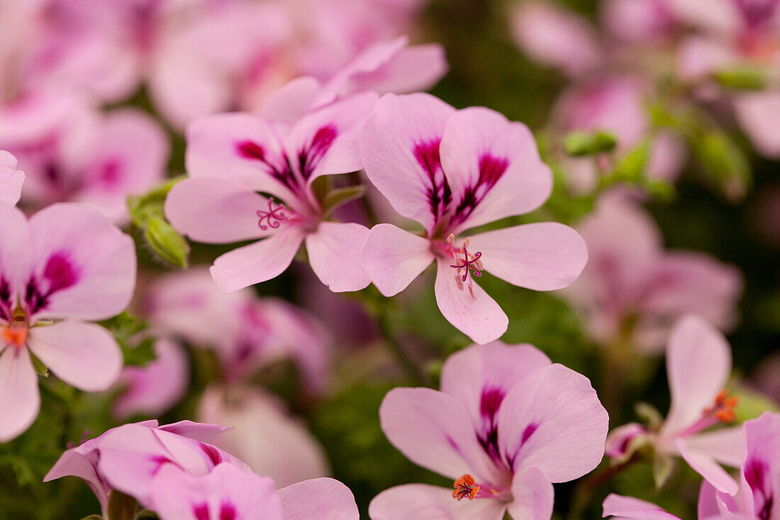 Pelargonium