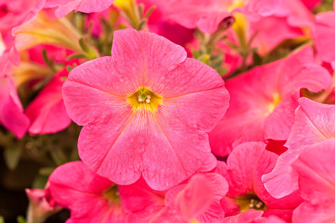Petunia, pink