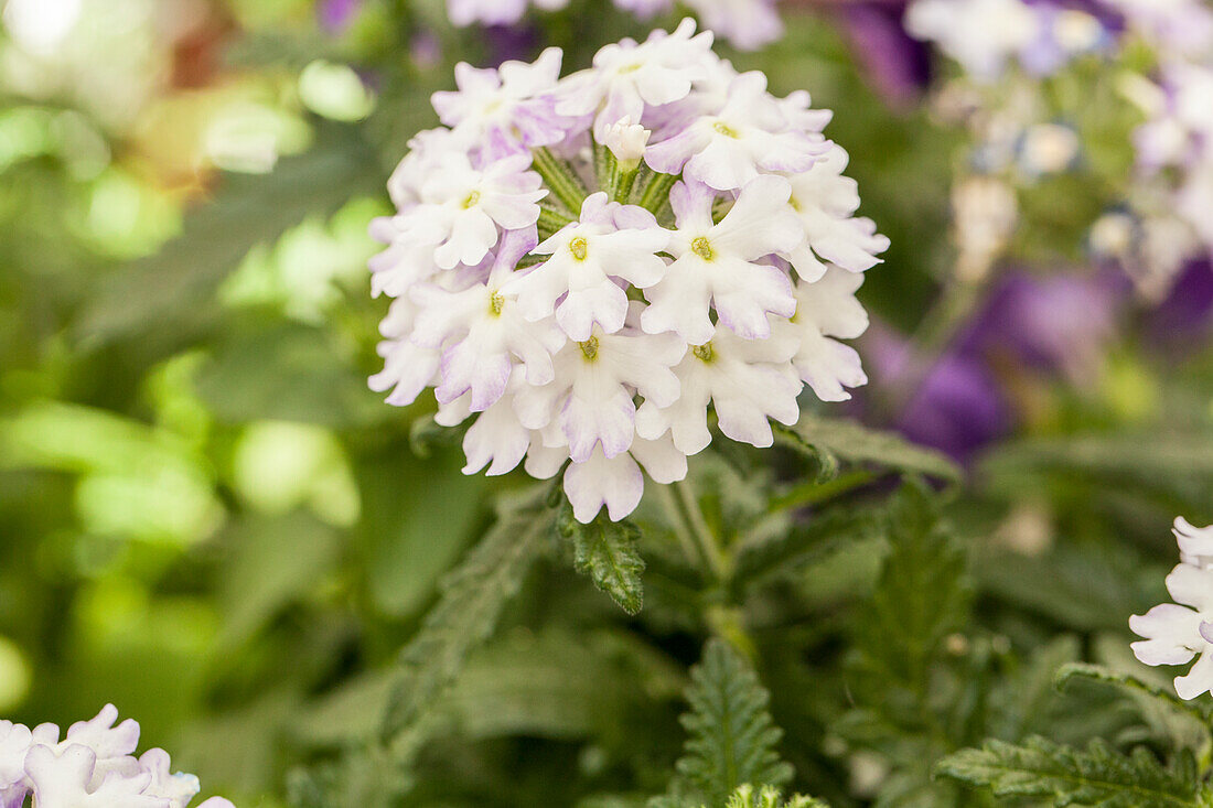 Verbena upright, white