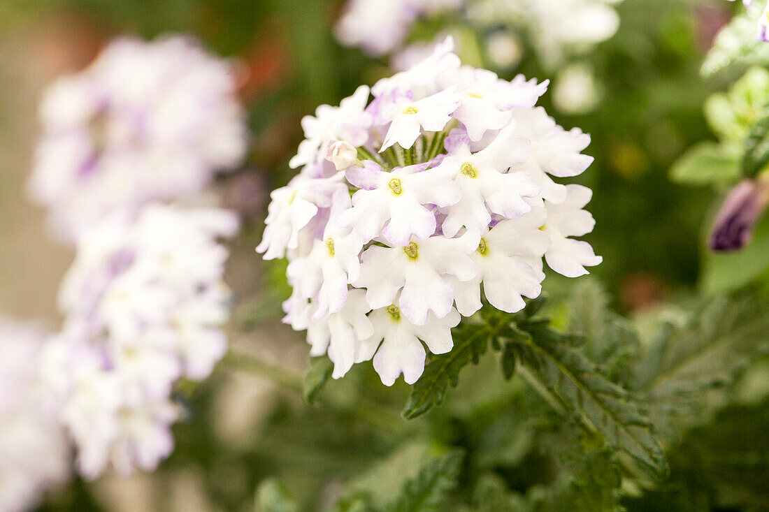 Verbena upright, white