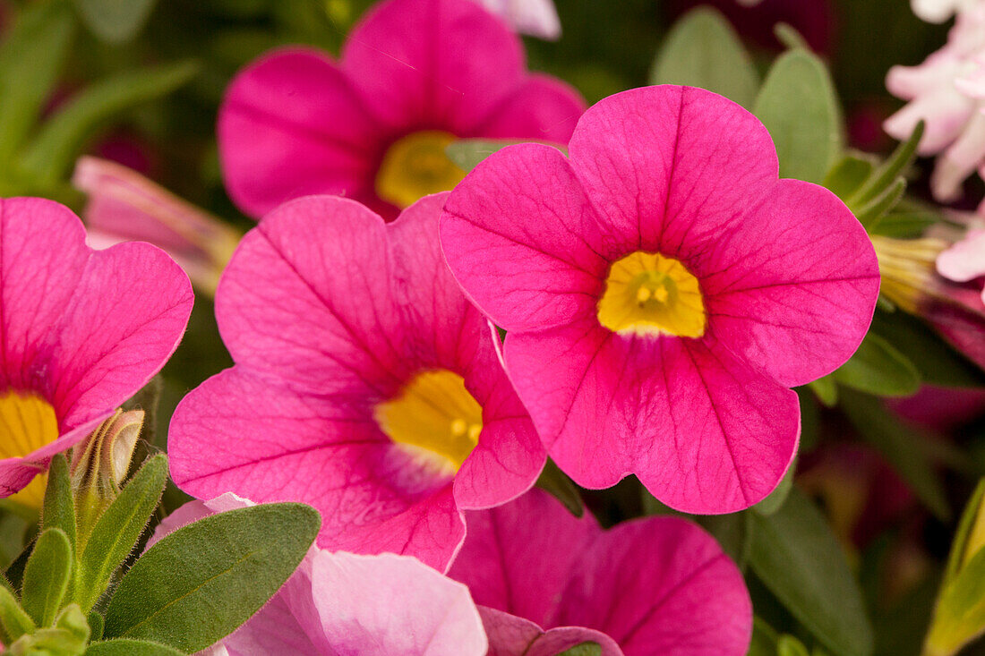 Calibrachoa, pink