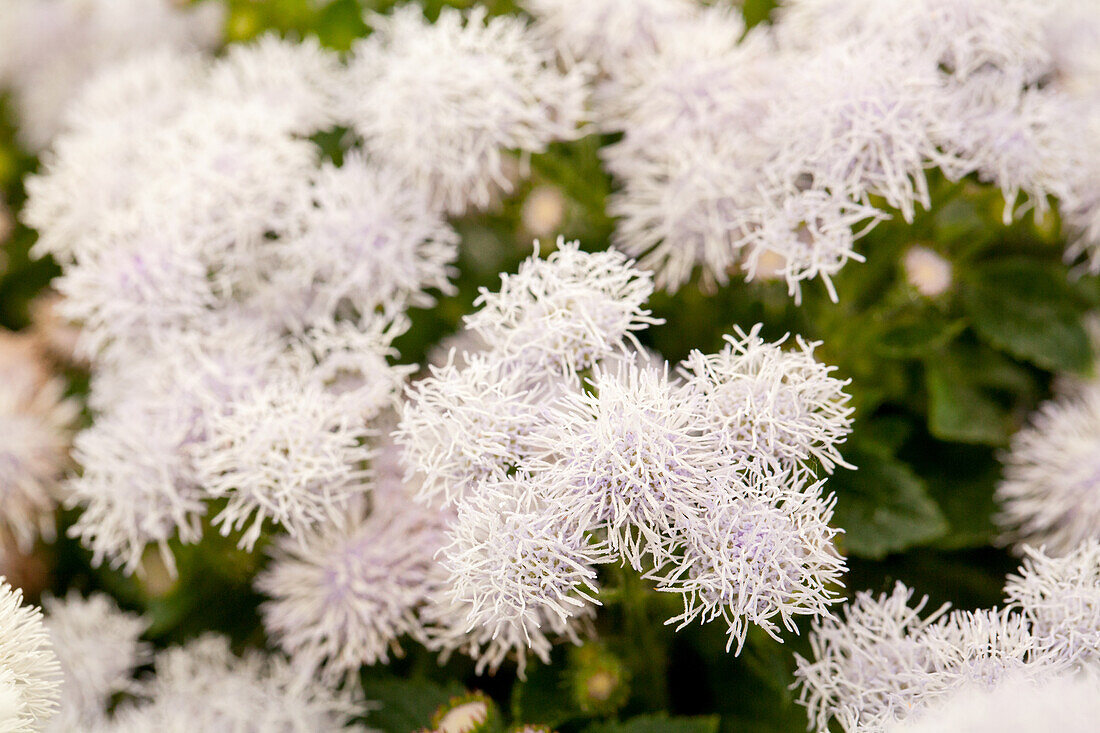 Ageratum 'BUMBLE® Silver'