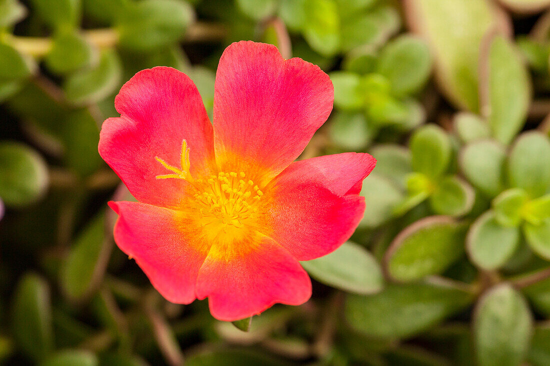 Portulaca 'Colorblast™ Grenadine'