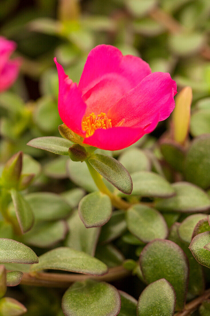 Portulaca 'Colorblast™ Plumberry'