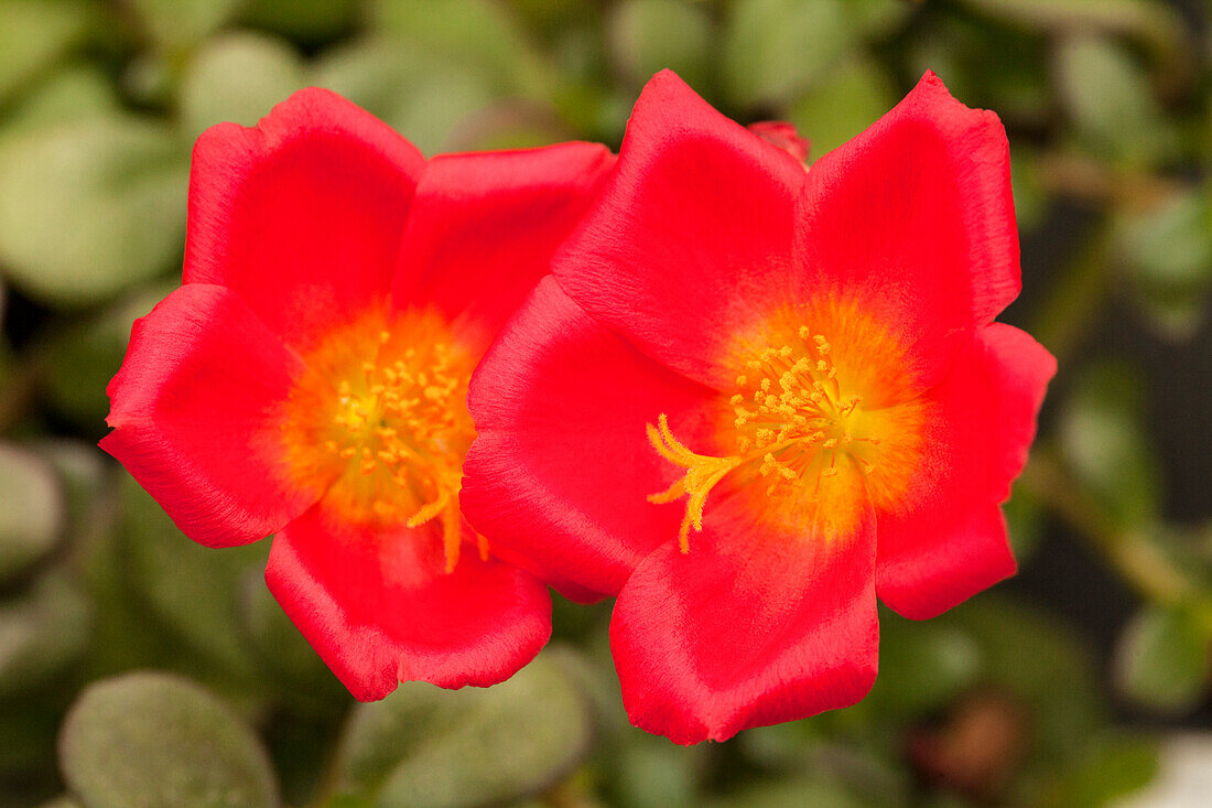 Portulaca 'Colorblast™ Grenadine'