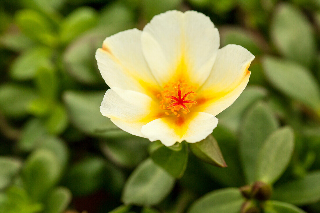 Portulaca 'Colorblast™ Mango Mojito'