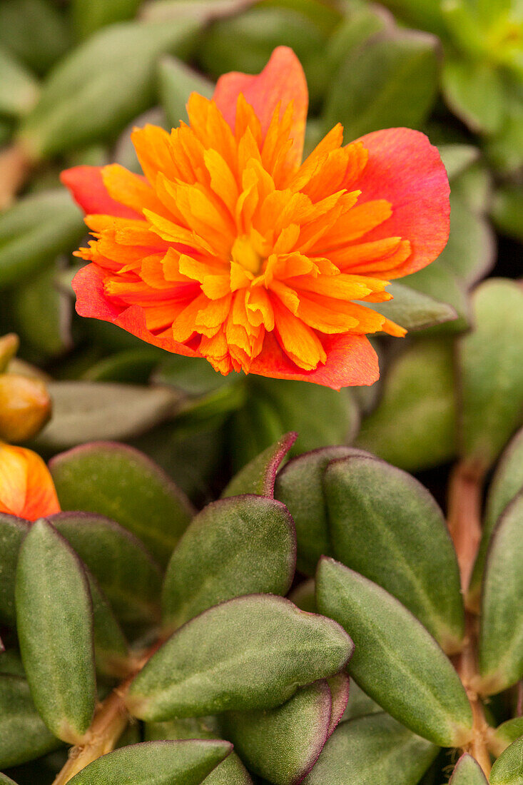 Portulaca 'Colorblast™ Double Orange'