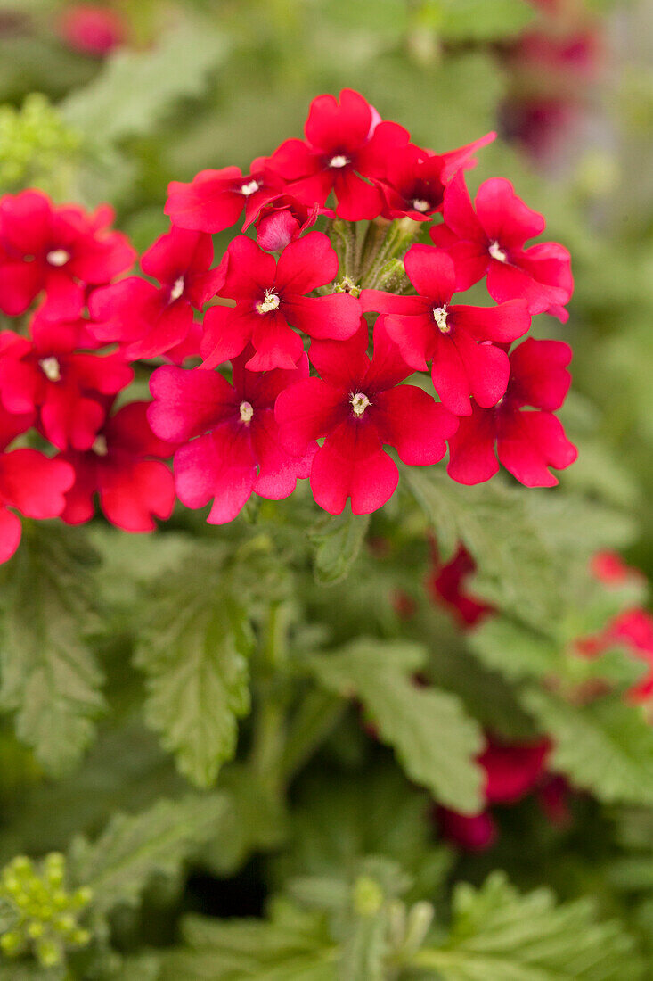 Verbena 'Estrella™ Merlot'