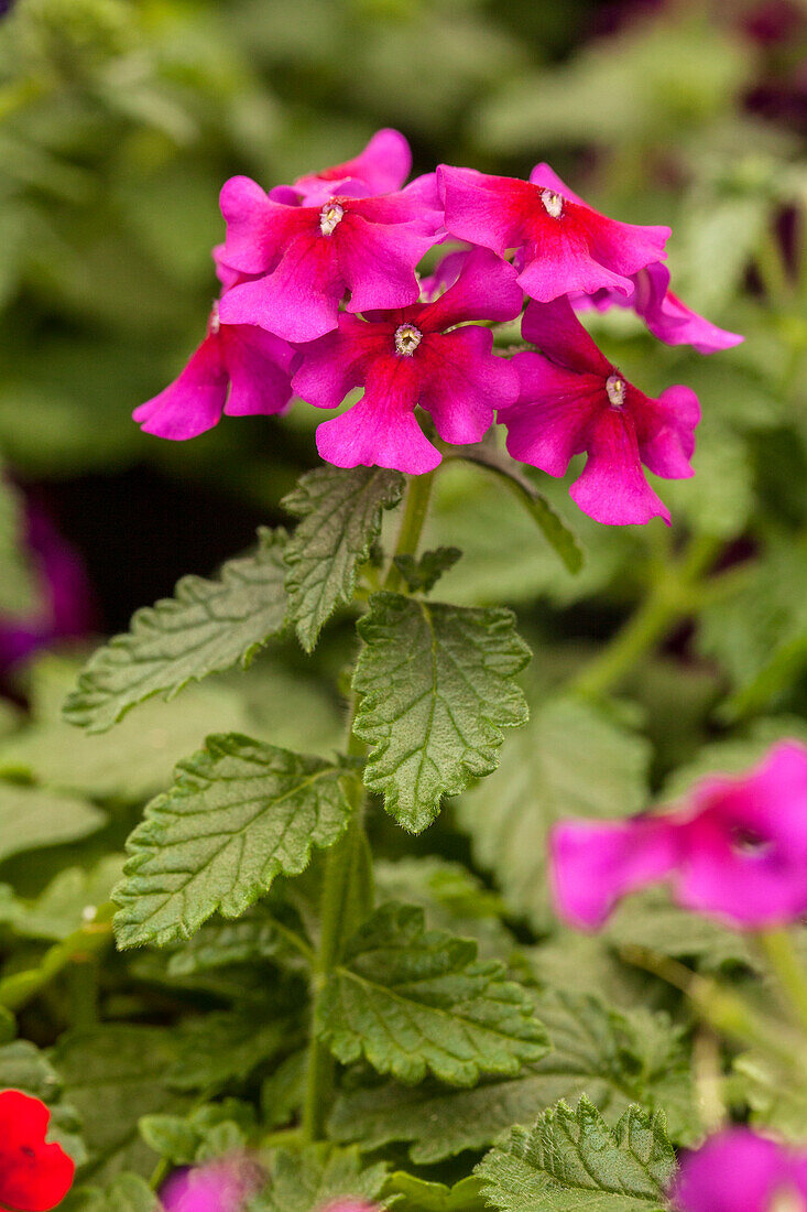 Verbena 'Estrella™ Dark Purple'