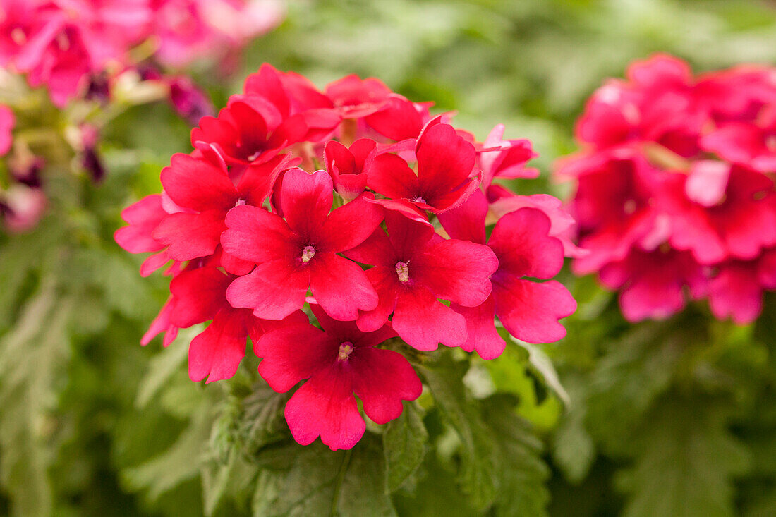 Verbena 'Estrella™ Merlot'