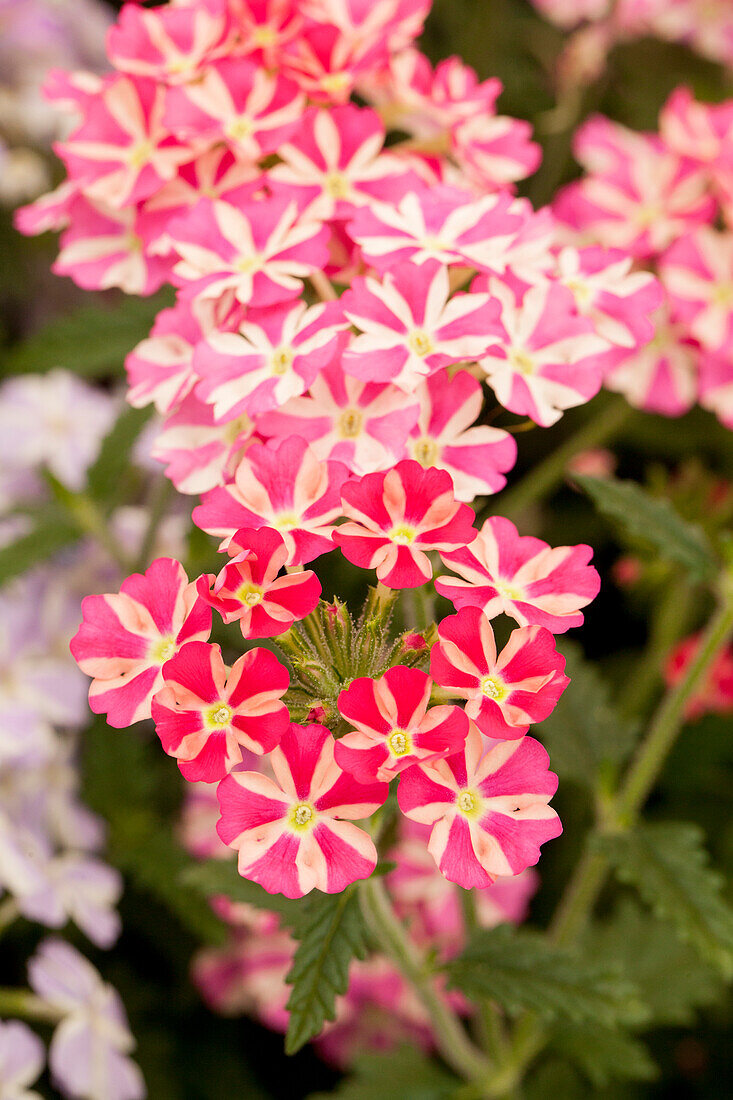 Verbena 'Voodoo Pink Star'