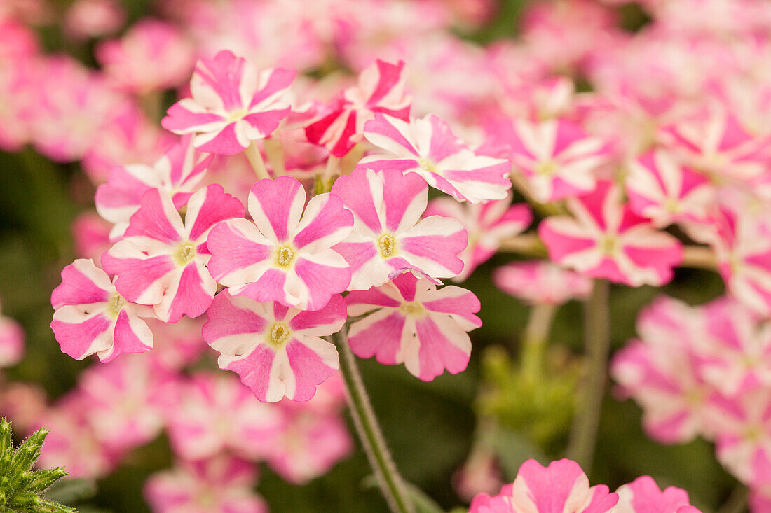 Verbena Voodoo Pink Star