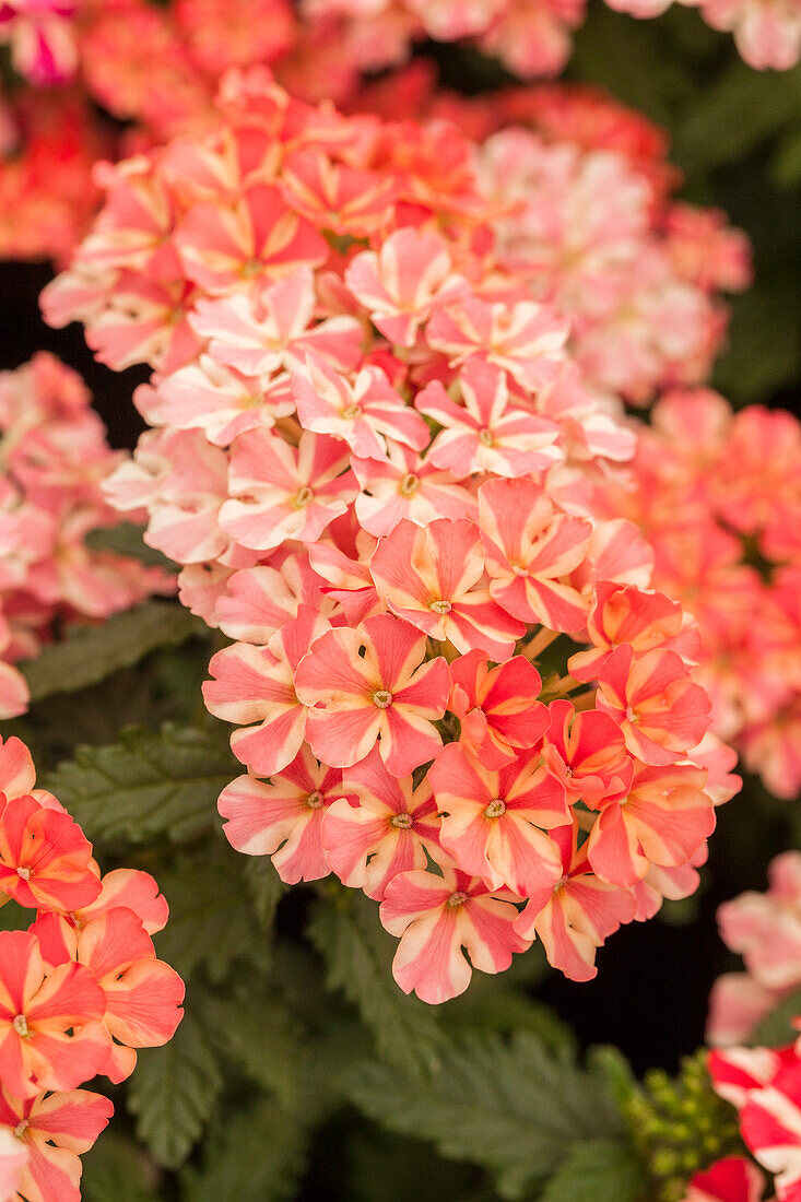 Verbena 'Voodoo Pink Star'