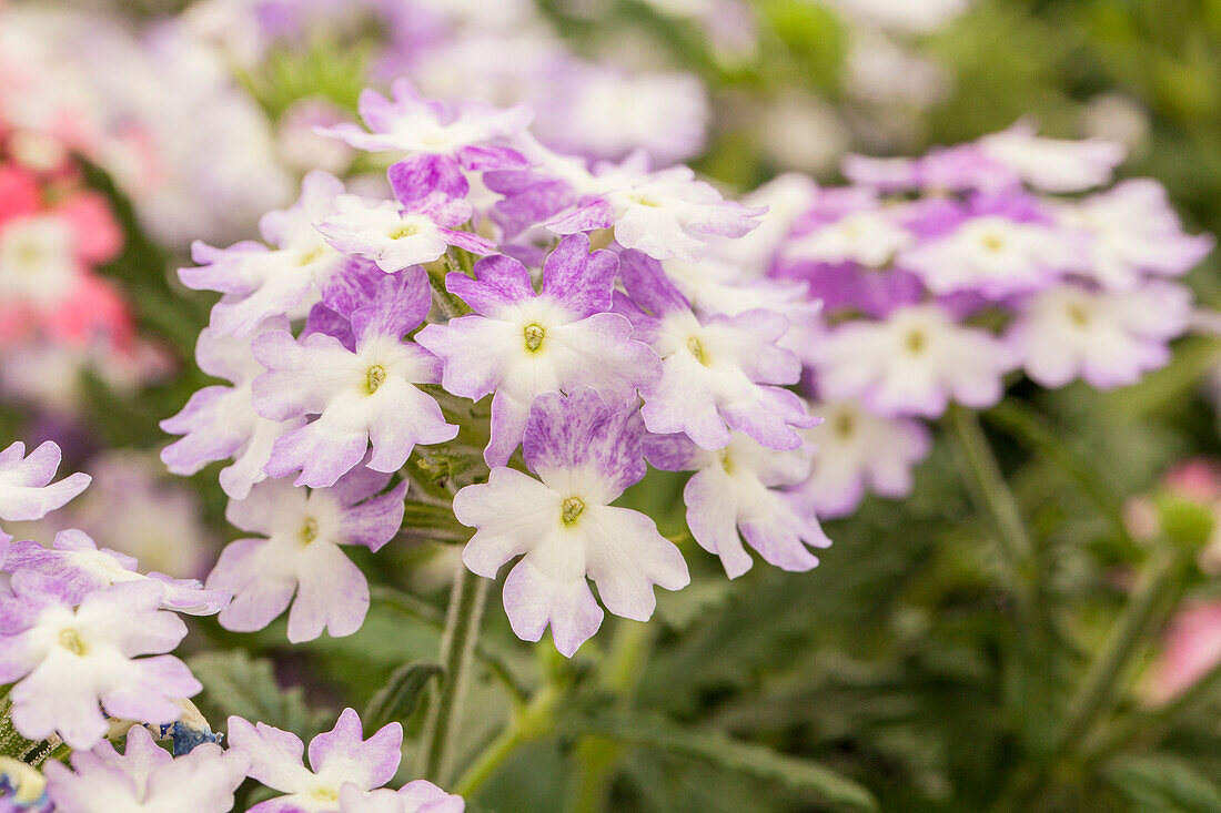 Verbena 'Hurricane™ Blue'