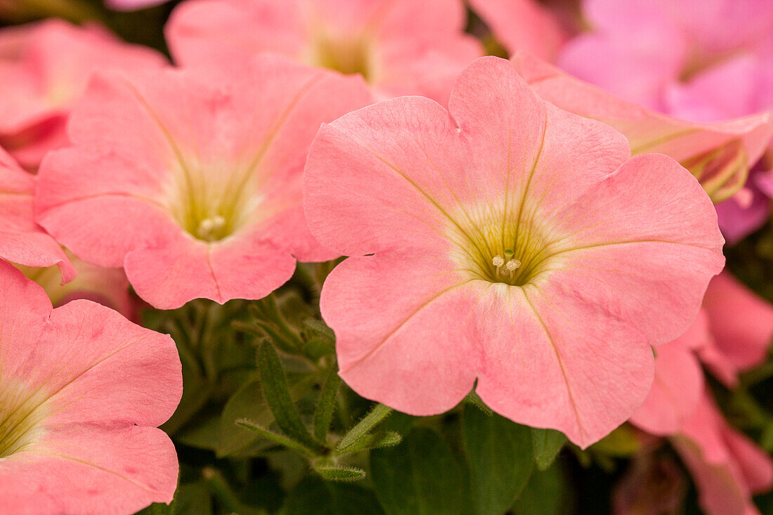 Petunia 'Perfectunia® Pink Morn'