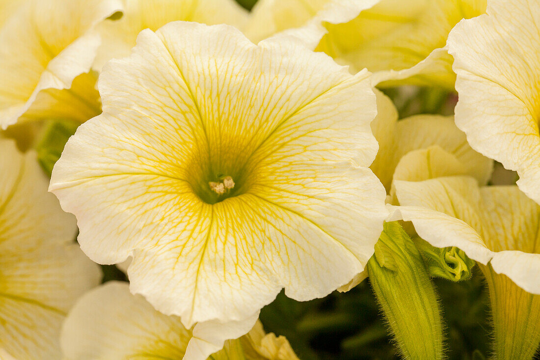 Petunia Perfectunia® Sun