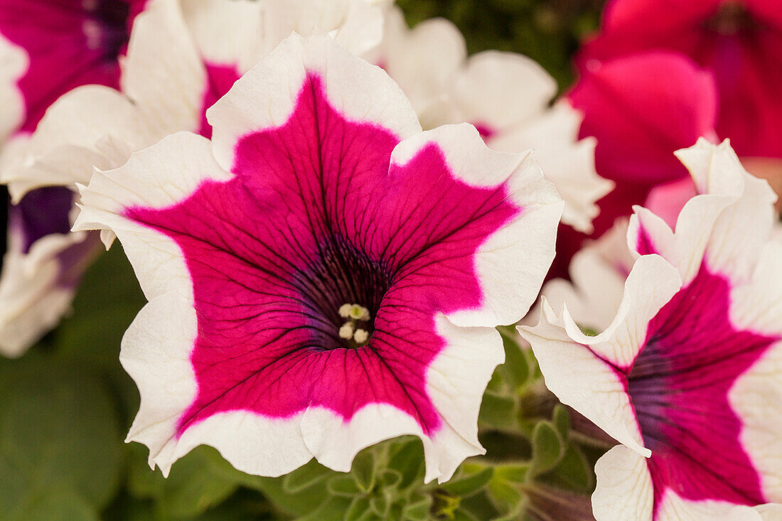 Petunia 'Bingo Purple Picotee'