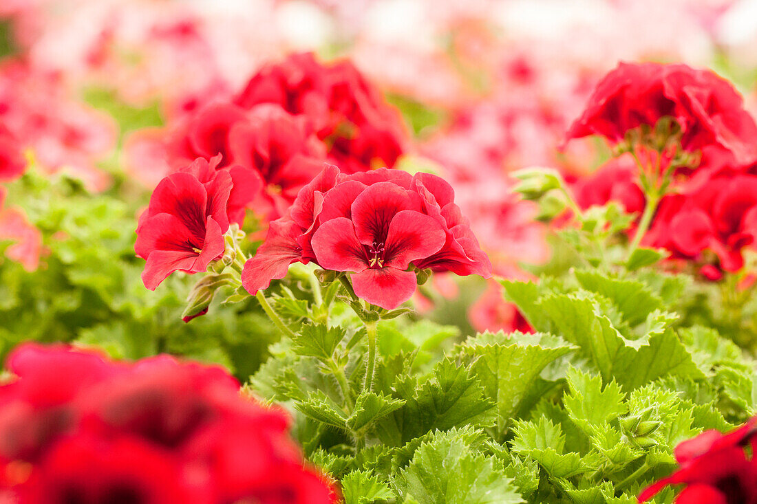 Pelargonium grandiflorum pac® 'Candy Flowers® 'Dark Red'