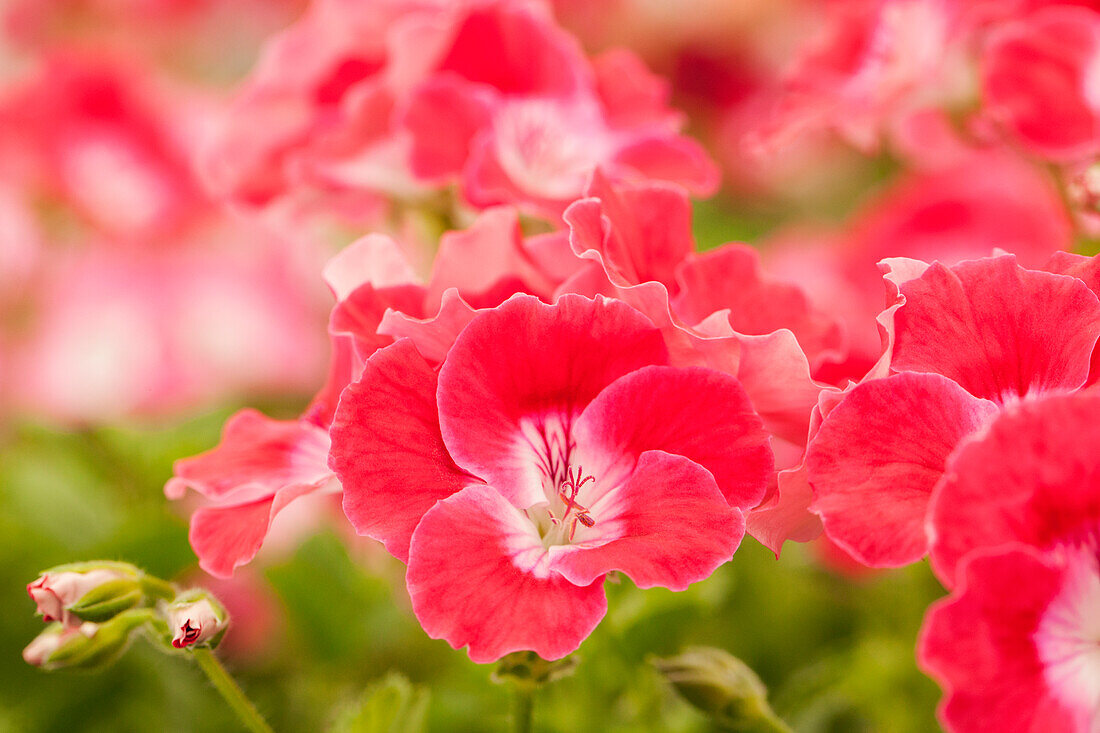 Pelargonium grandiflorum pac® Bermuda® 'Cherry'