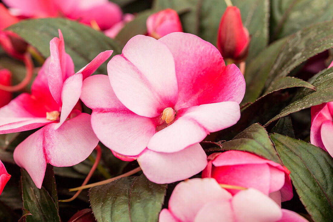 Impatiens Neu-Guinea Impacio® Purple Star