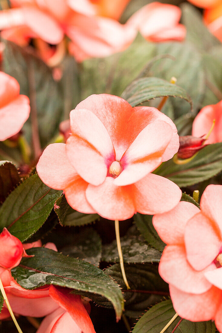 Impatiens Neu-Guinea Impacio® Peach Star