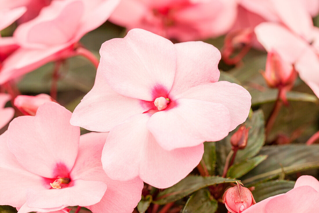 Impatiens New Guinea Impacio® Soft Pink