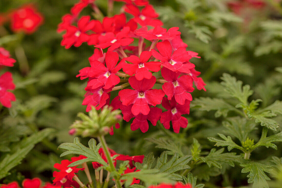 Verbena hybrid 'Vera Coral