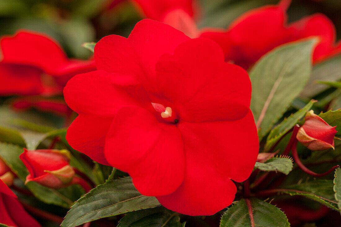 Impatiens Neu-Guinea Impacio® Red