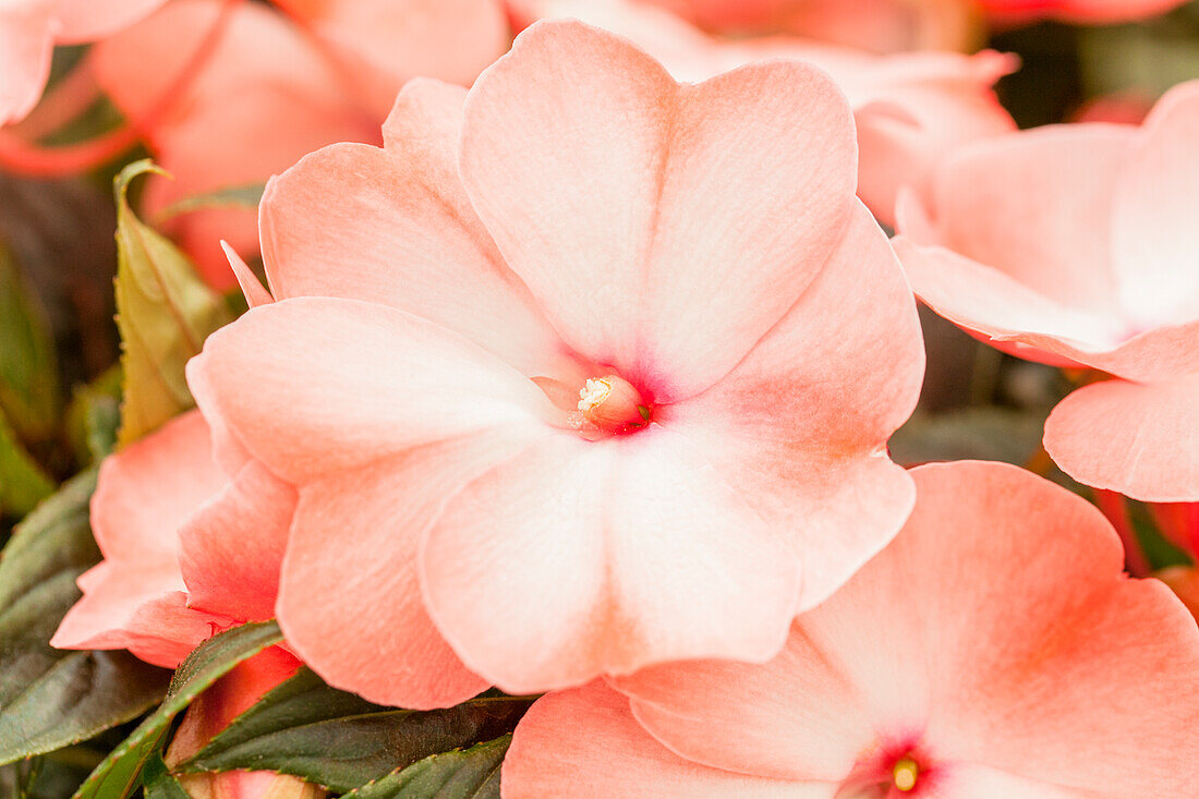 Impatiens New Guinea Impacio® Soft Salmon