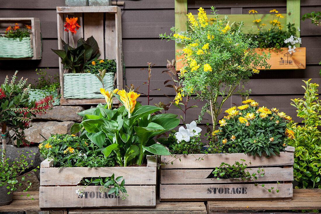 Canna indica, Cytisus 'Cyni', Helichrysum, Callistemon, Lantana camara