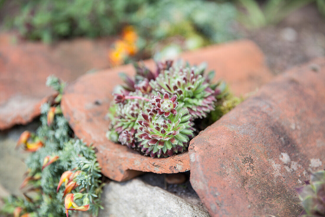 Sempervivum??