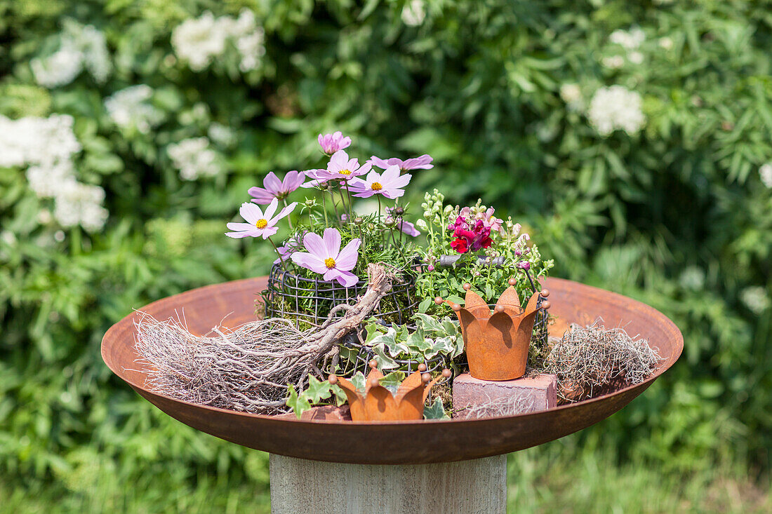 Cosmos bipinnatus, Antirrhinum, Hedera