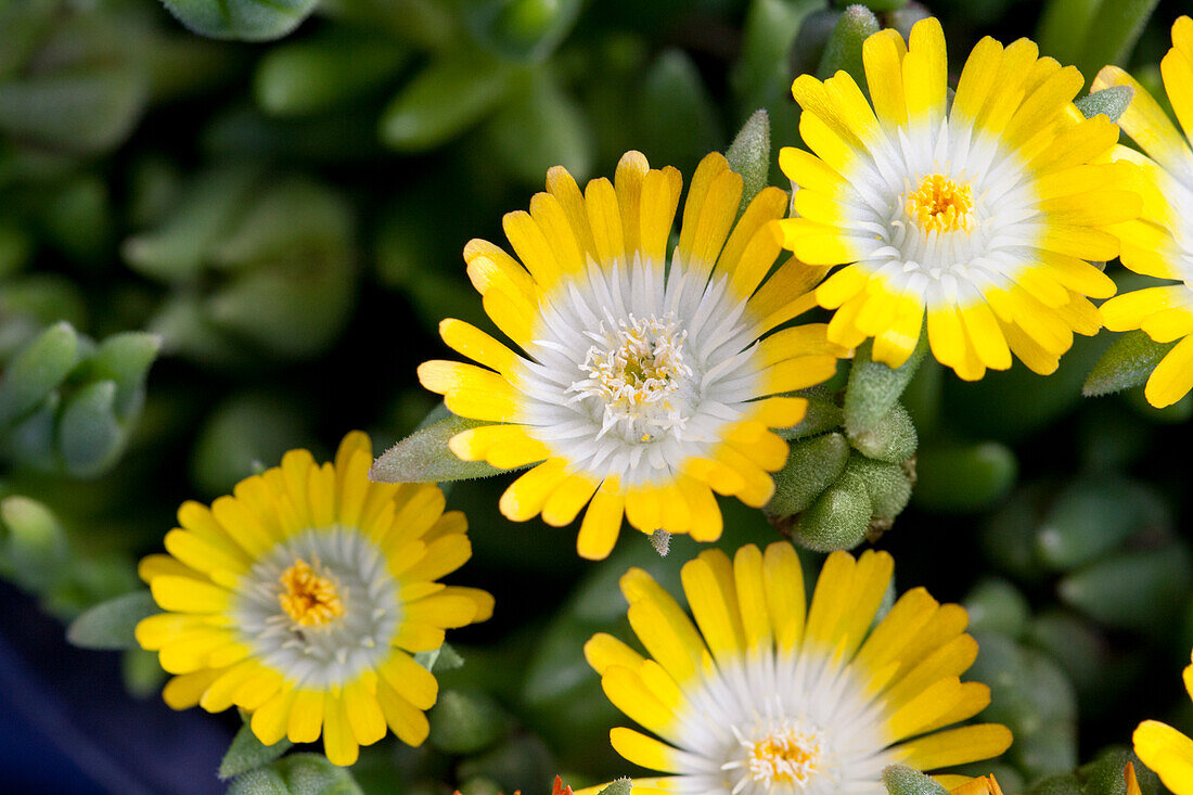 Delosperma cooperi 'Jewel of Desert Peridot'