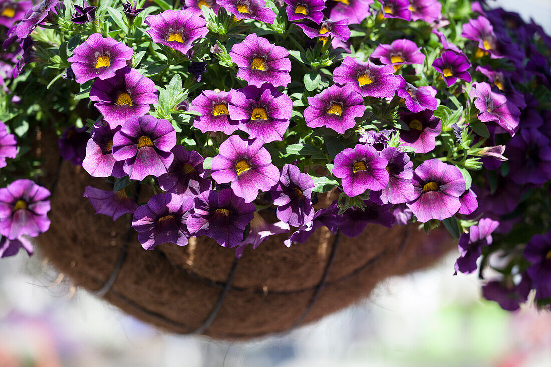 Calibrachoa 'Hula® Amethyst'