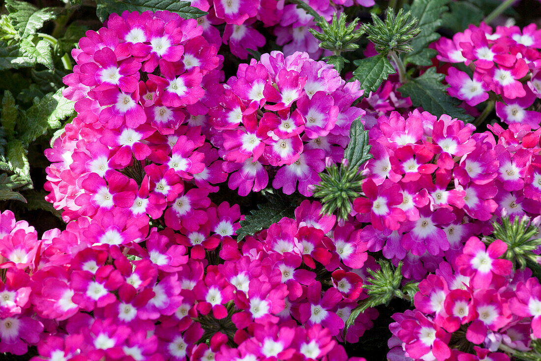 Verbena 'Empress Flair Cherry Charme'