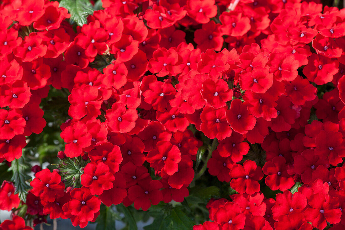 Verbena Empress Flair Red