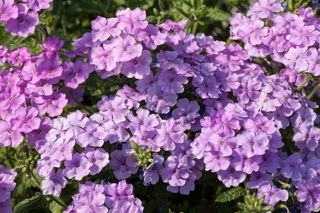 Verbena 'Empress Flair Lavender Blue'