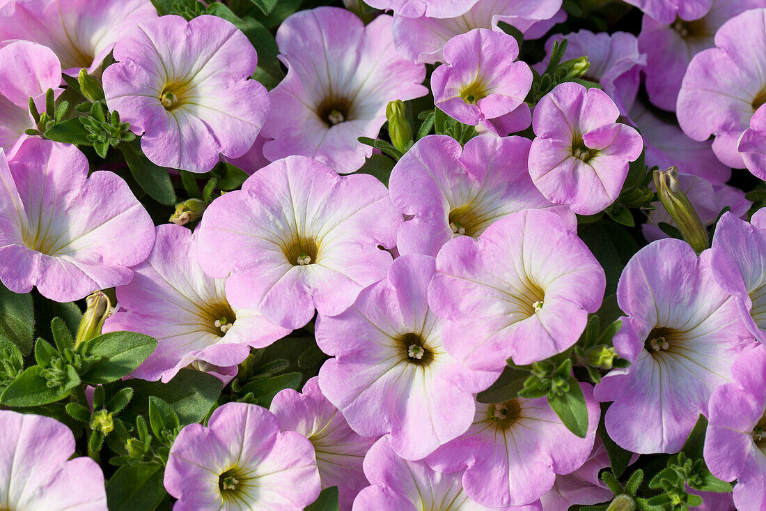 Petunia Potunia® Piccola Pink