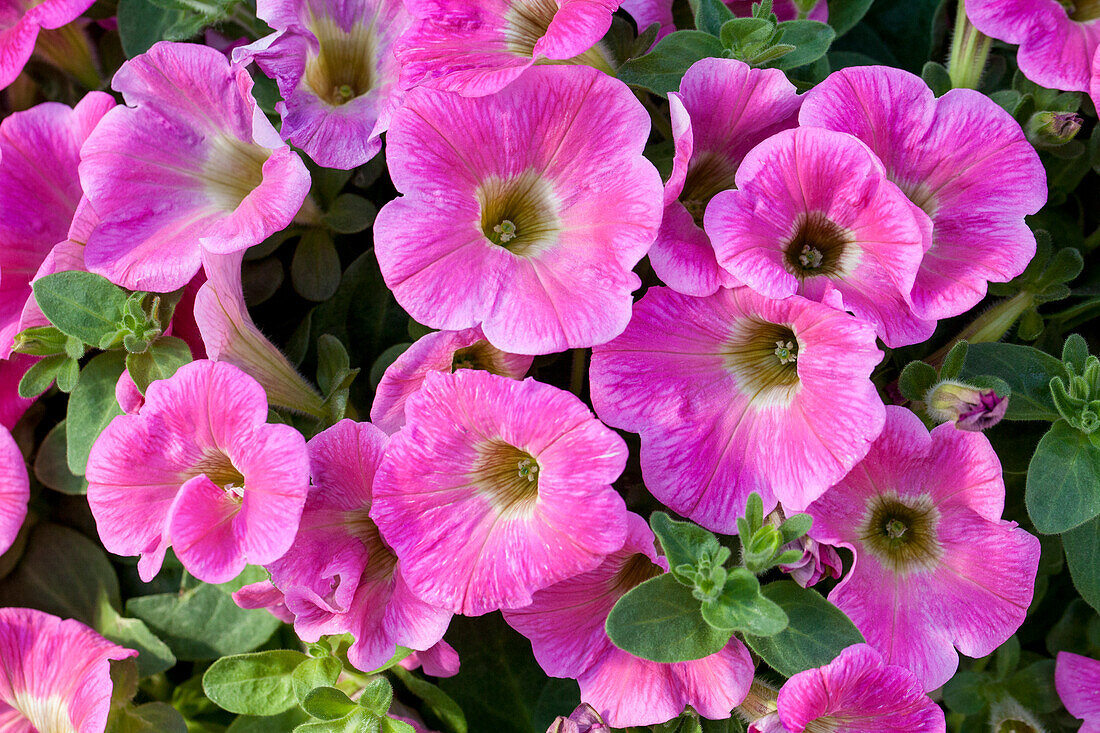 Petunia 'Potunia® Plus Hot Pink'