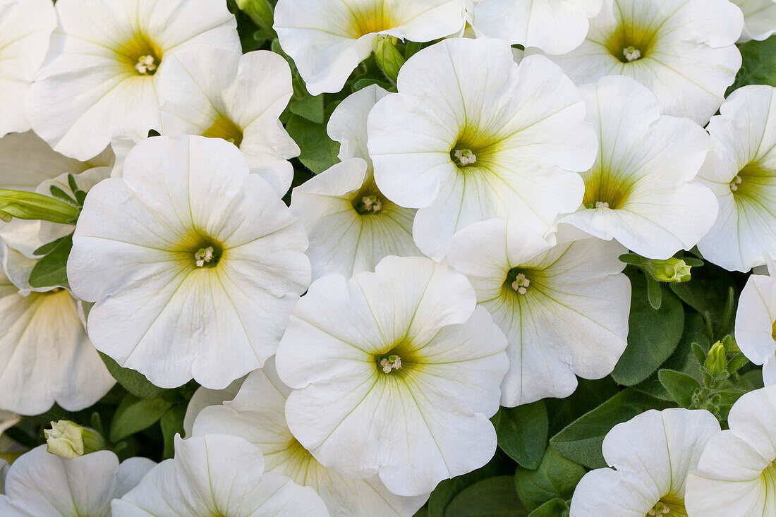 Petunia 'Potunia® Plus White'