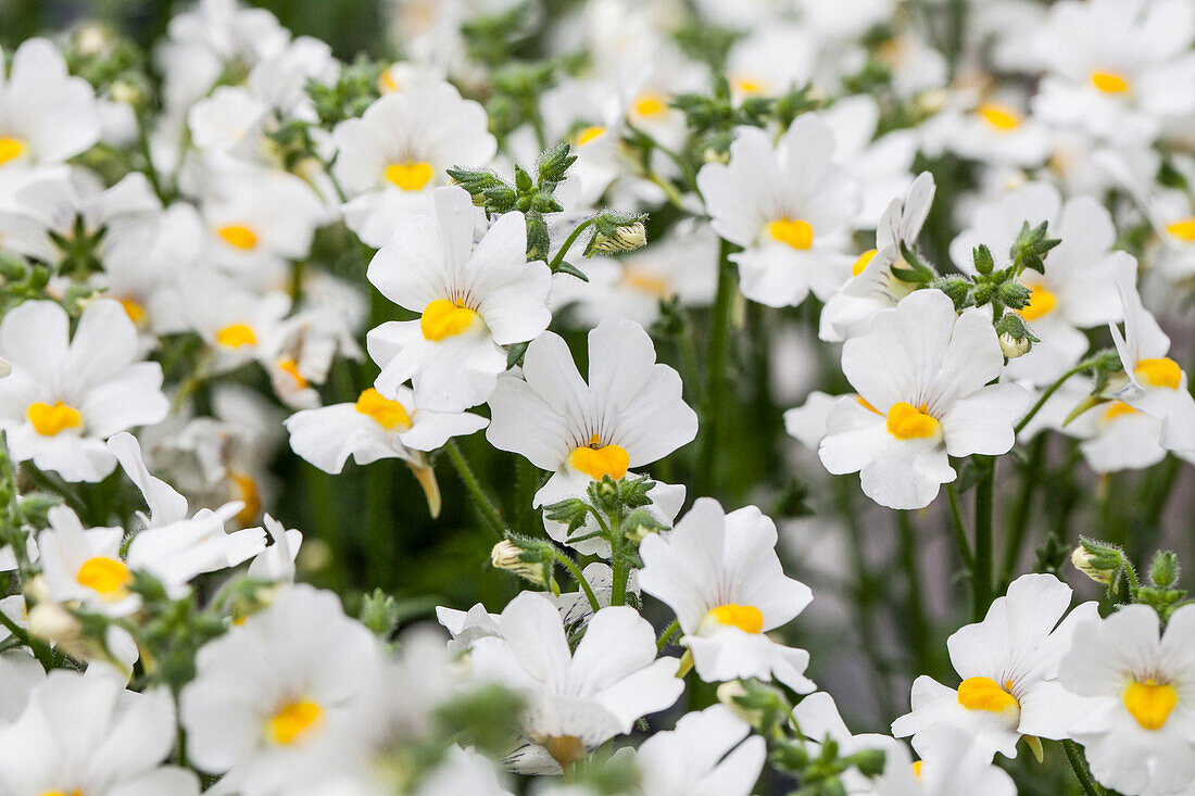 Nemesia SUNSATIA PLUS 'Anona'(s)