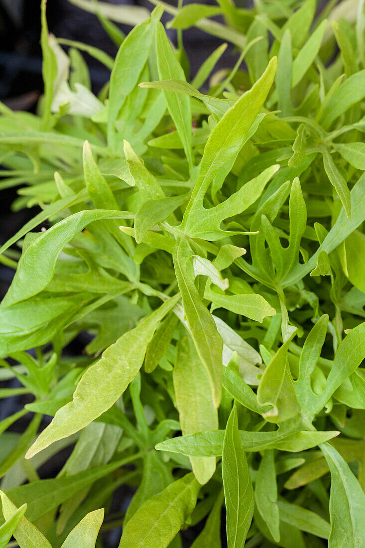 Ipomoea batatas 'Emerald Lace'(s)