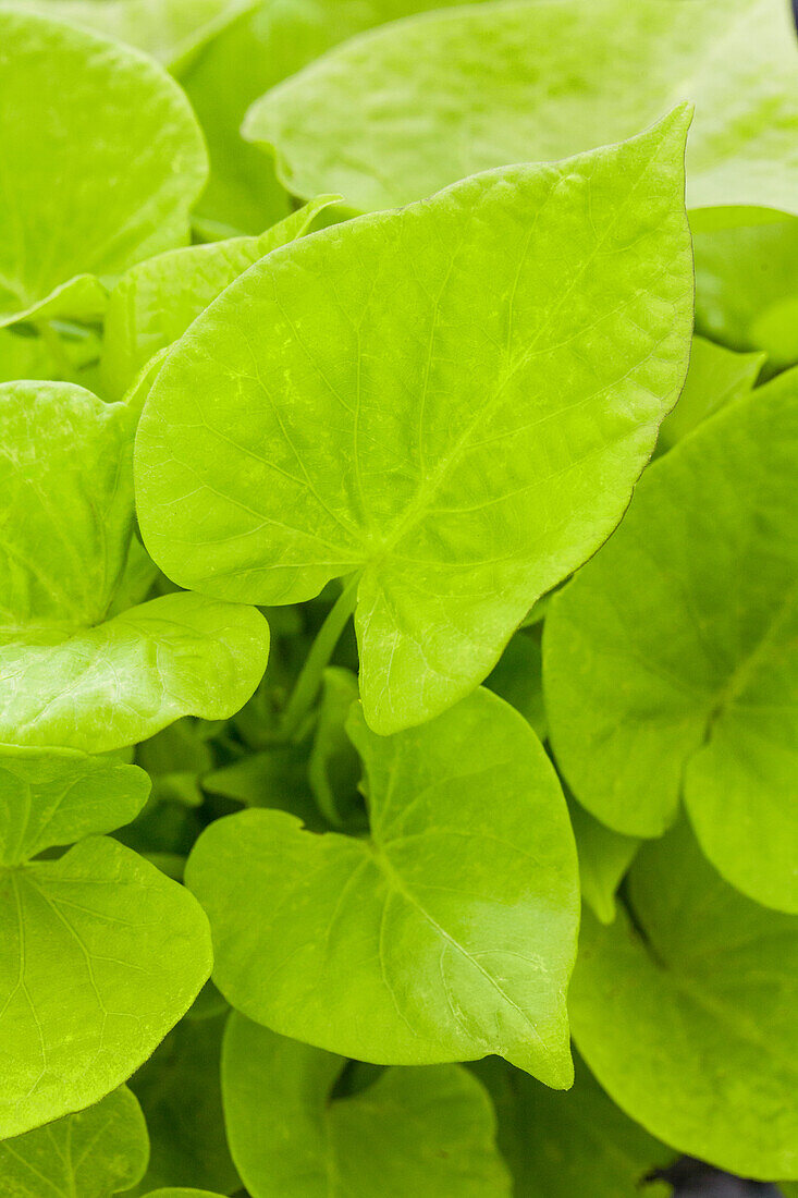 Ipomoea batatas SWEET HEART 'Light Green'(s)