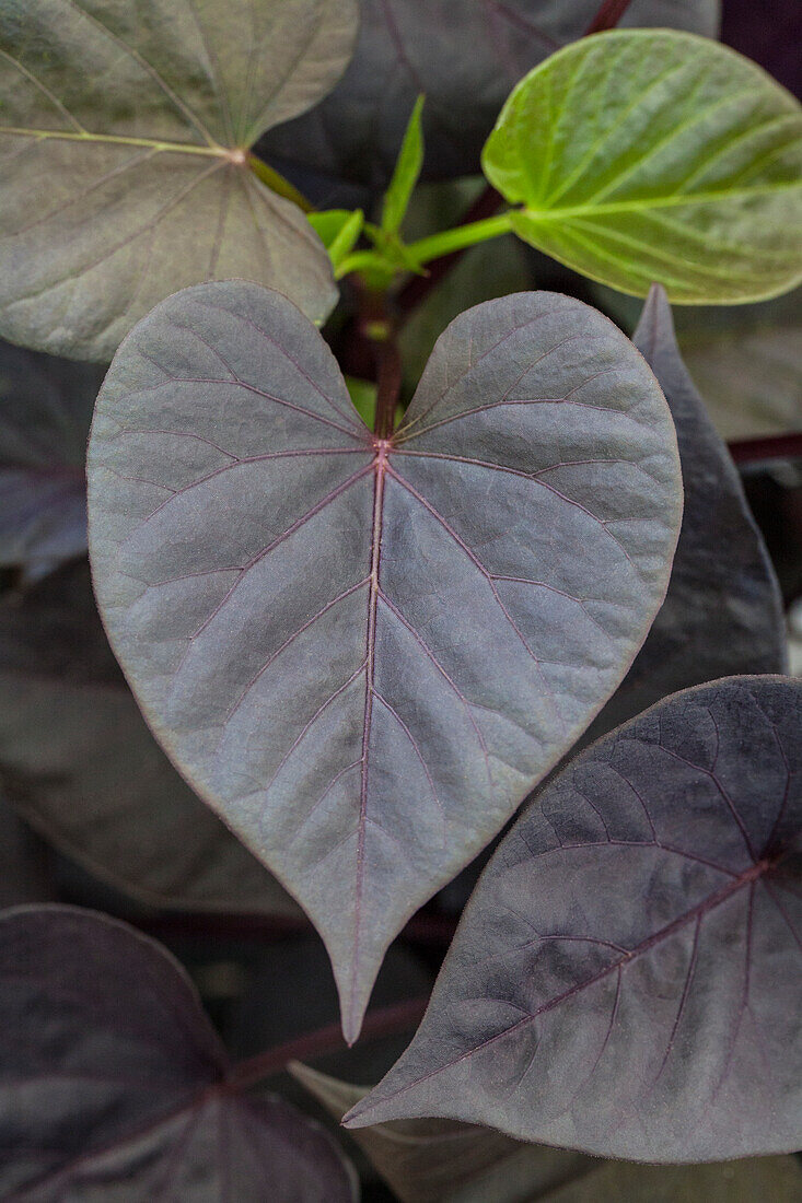 TRENDBLÄTTER™ Ipomoea SWEET HEART 'Jet Black'