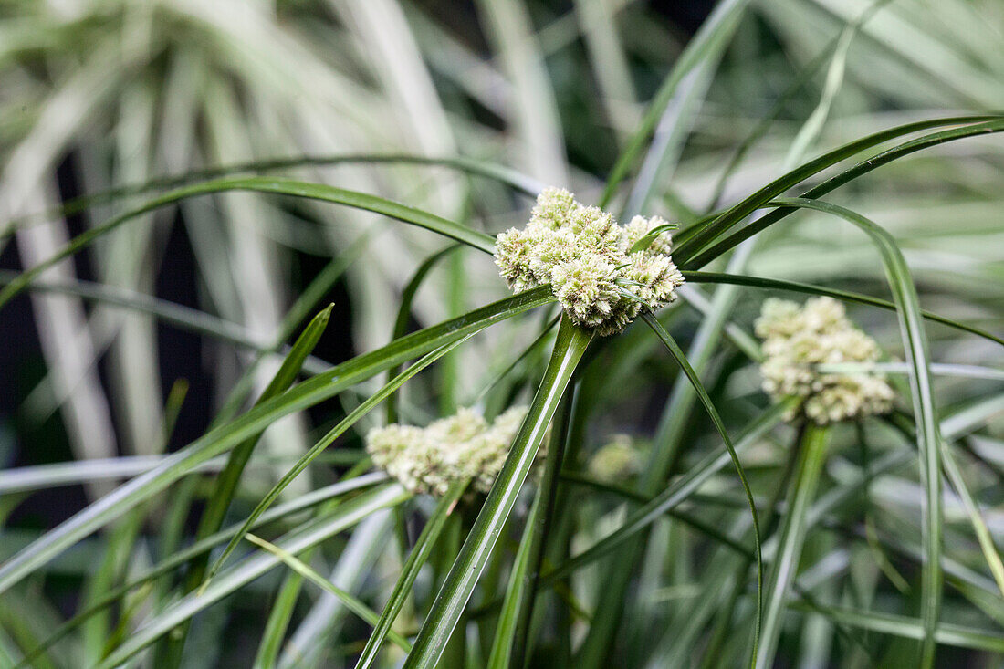 Cyperus papyrus Isis