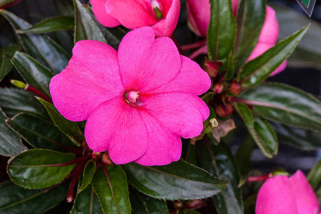 Impatiens PARADISE Manado